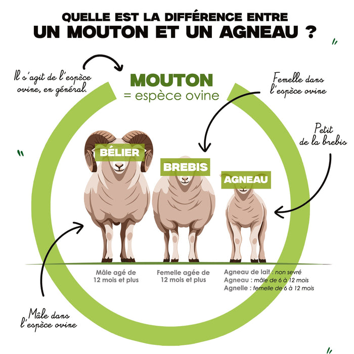 Quelle est la différence entre UN MOUTON ET UN AGNEAU ?